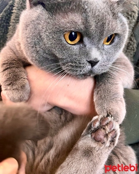 British Shorthair, Kedi  Duman fotoğrafı
