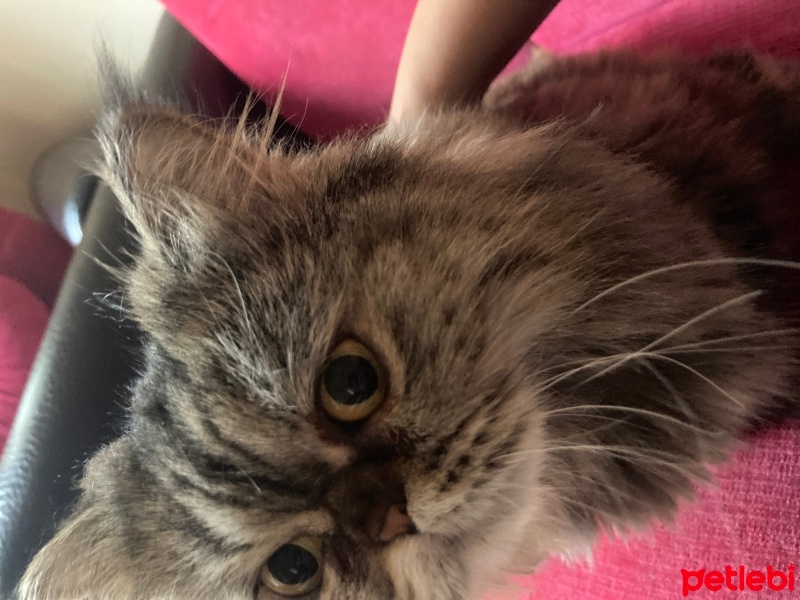 İran Kedisi (Persian), Kedi  Fıstık fotoğrafı