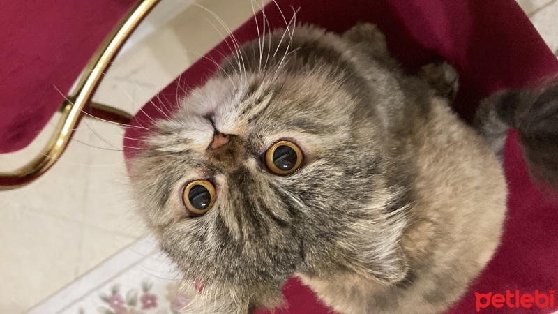İran Kedisi (Persian), Kedi  Fıstık fotoğrafı