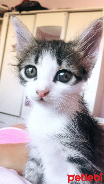 Somali, Kedi  Lila fotoğrafı