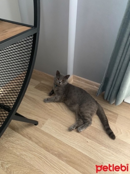 Brazilian Shorthair, Kedi  Duman fotoğrafı