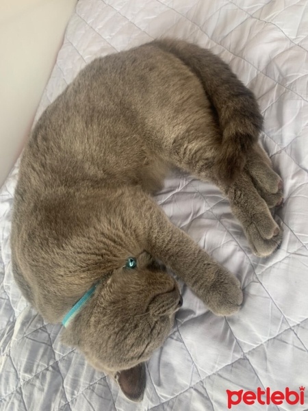 Brazilian Shorthair, Kedi  Duman fotoğrafı