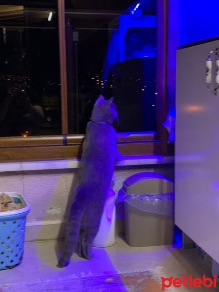 Brazilian Shorthair, Kedi  Duman fotoğrafı