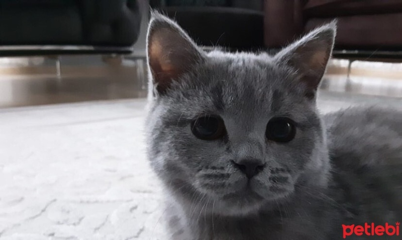 Brazilian Shorthair, Kedi  Duman fotoğrafı