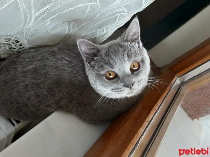 Brazilian Shorthair, Kedi  Duman fotoğrafı