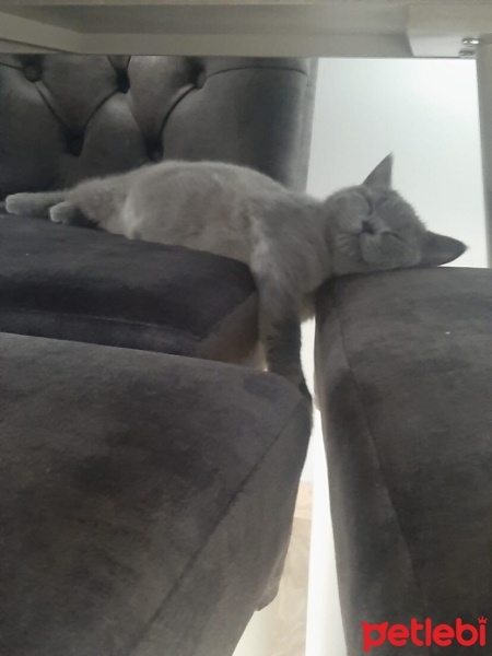 Brazilian Shorthair, Kedi  Duman fotoğrafı