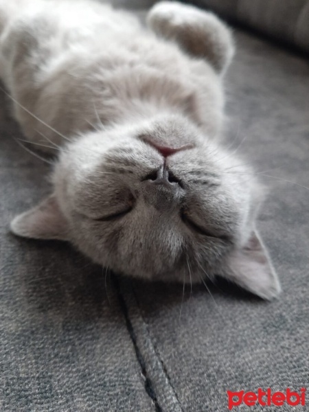 Brazilian Shorthair, Kedi  Duman fotoğrafı