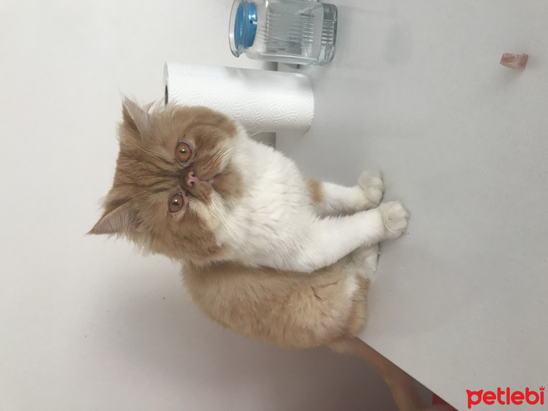 İran Kedisi (Persian), Kedi  Latte fotoğrafı