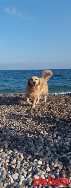 Golden Retriever, Köpek  Bia fotoğrafı