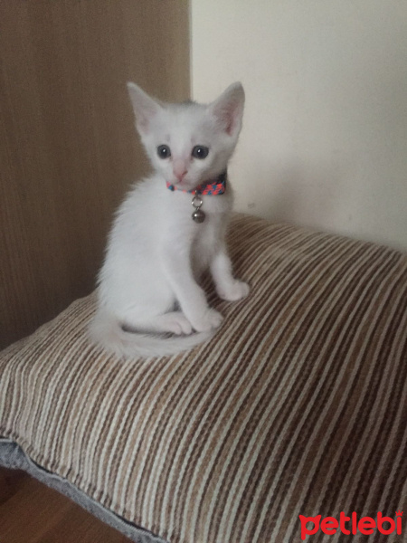 Ankara Kedisi, Kedi  Pinpon fotoğrafı