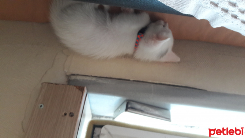 Ankara Kedisi, Kedi  Pinpon fotoğrafı