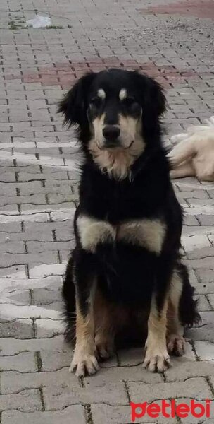 Golden Retriever, Köpek  Boncuk fotoğrafı