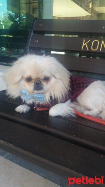 Pekingese, Köpek  Robin fotoğrafı