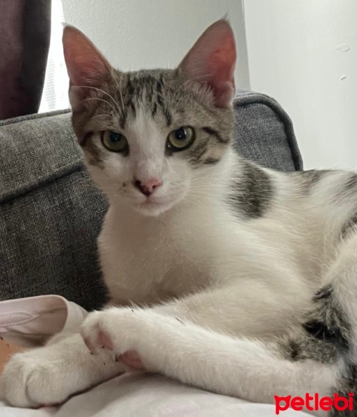 Tekir Kedi, Kedi  Oscar fotoğrafı