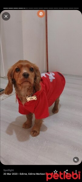 İngiliz Cocker Spaniel, Köpek  Mia fotoğrafı