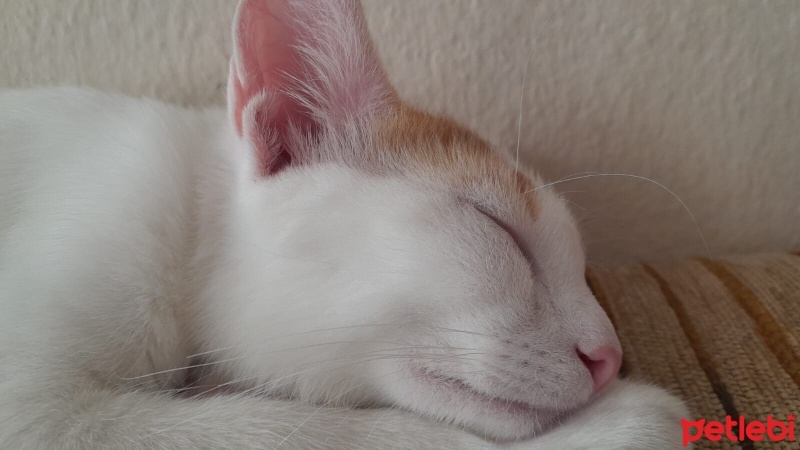 American Shorthair, Kedi  BEHLÜL fotoğrafı