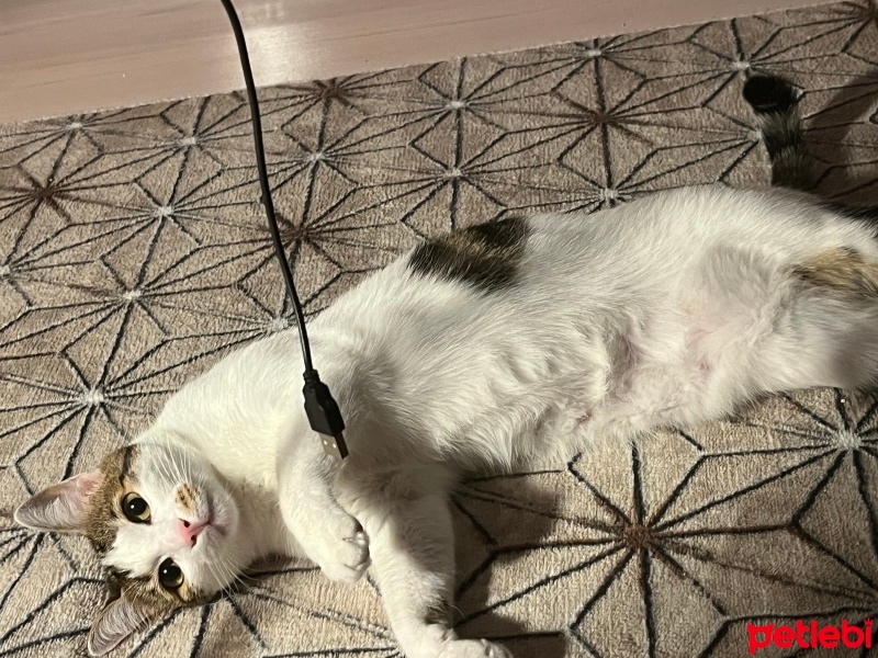 Tekir Kedi, Kedi  Mia fotoğrafı