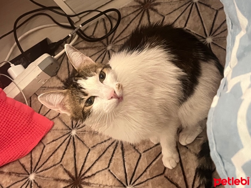 Tekir Kedi, Kedi  Mia fotoğrafı