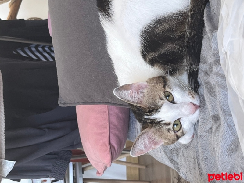 Tekir Kedi, Kedi  Mia fotoğrafı