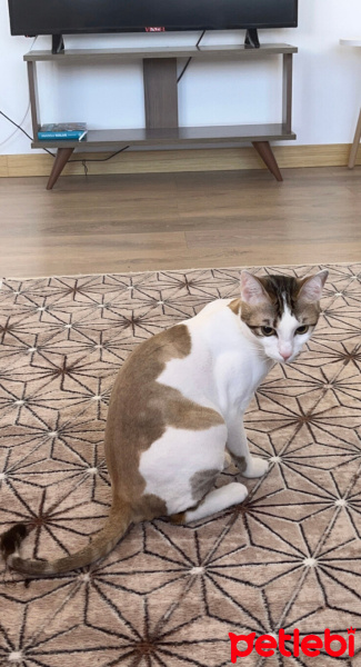 Tekir Kedi, Kedi  Mia fotoğrafı