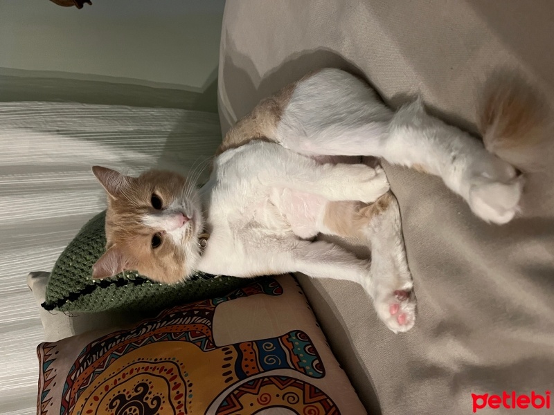 Sarman, Kedi  Dobby fotoğrafı