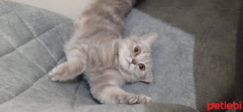 British Shorthair, Kedi  Badem fotoğrafı