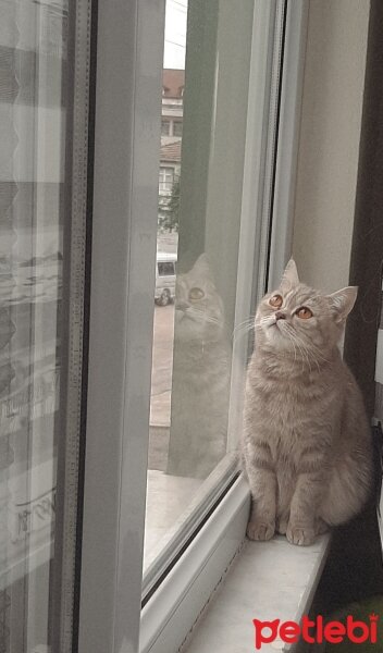 British Shorthair, Kedi  Badem fotoğrafı