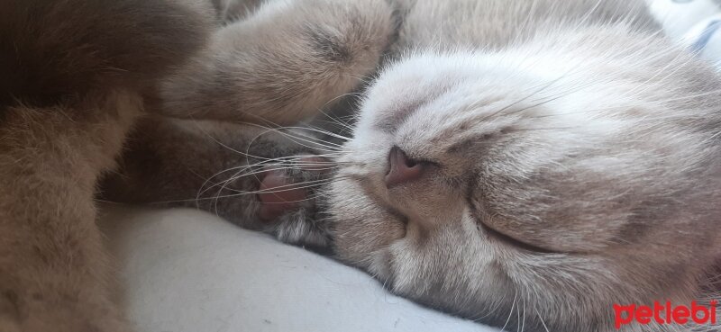 British Shorthair, Kedi  Badem fotoğrafı