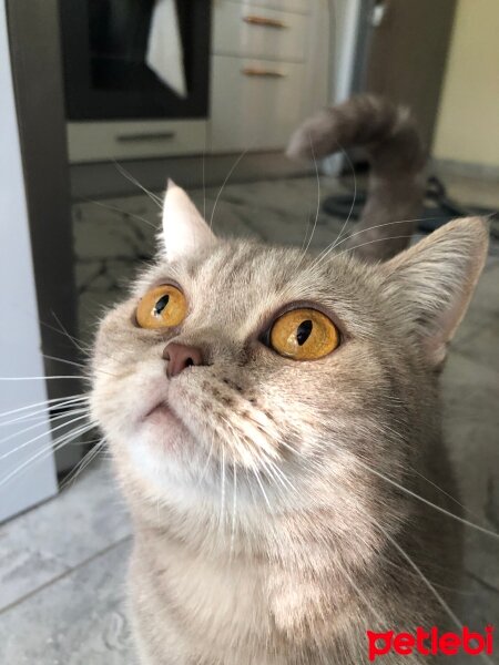 British Shorthair, Kedi  Badem fotoğrafı