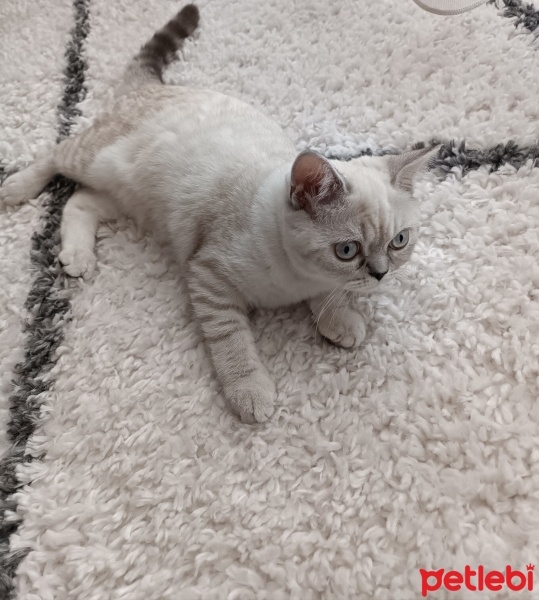 British Shorthair, Kedi  Pamuk fotoğrafı