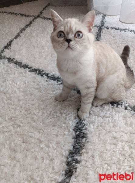 British Shorthair, Kedi  Pamuk fotoğrafı