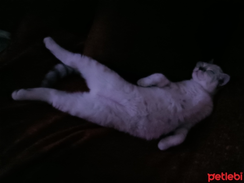 British Shorthair, Kedi  Pamuk fotoğrafı