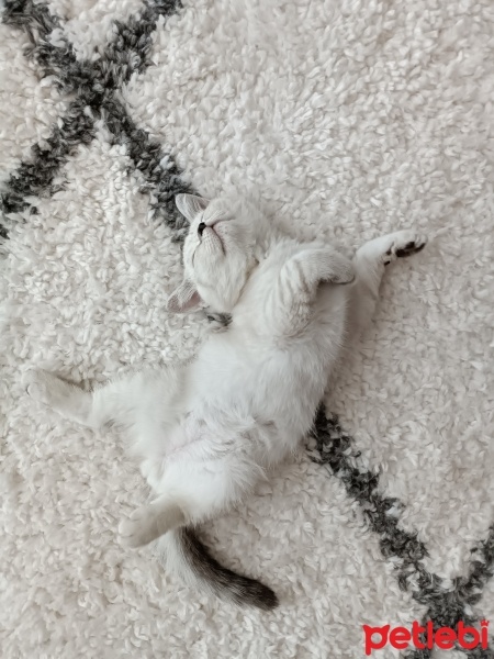 British Shorthair, Kedi  Pamuk fotoğrafı