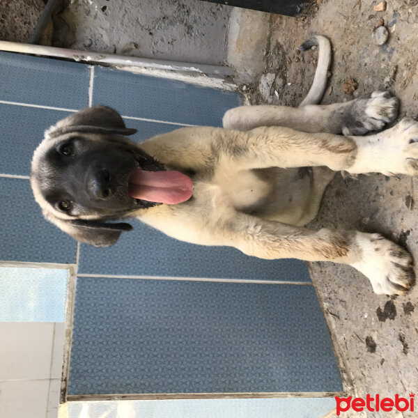 Kangal, Köpek  Bozo fotoğrafı