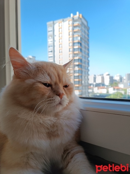 British Longhair, Kedi  Şaşo fotoğrafı