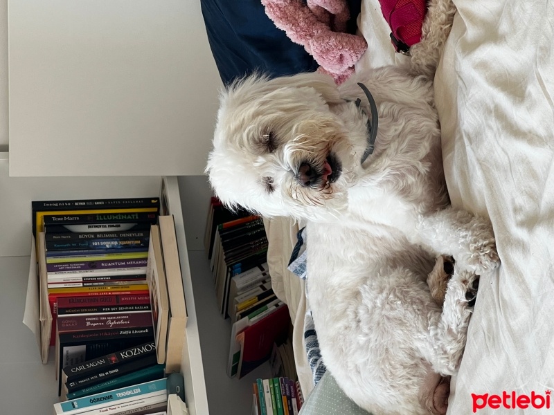 Maltese, Köpek  cooky fotoğrafı