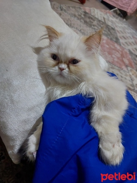 İran Kedisi (Persian), Kedi  LUCA fotoğrafı