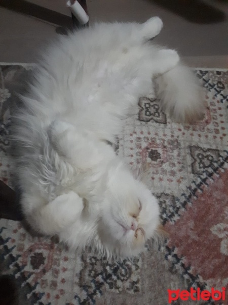 İran Kedisi (Persian), Kedi  LUCA fotoğrafı
