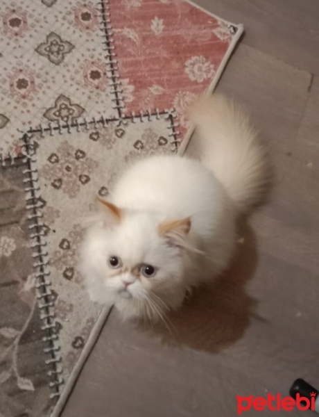 İran Kedisi (Persian), Kedi  LUCA fotoğrafı