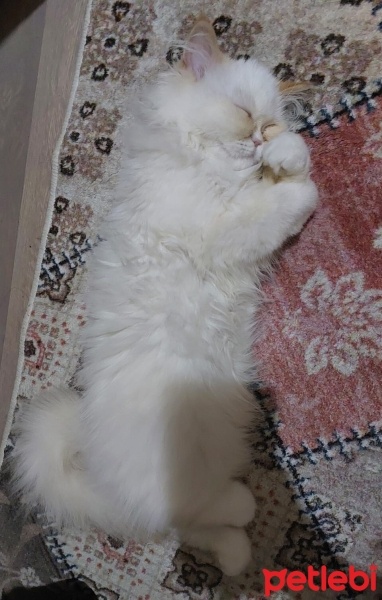 İran Kedisi (Persian), Kedi  LUCA fotoğrafı