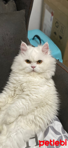 Chinchilla, Kedi  Paşa fotoğrafı