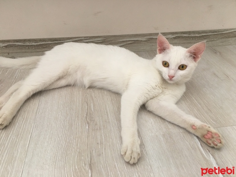 Mavi Rus, Kedi  Pamuk fotoğrafı