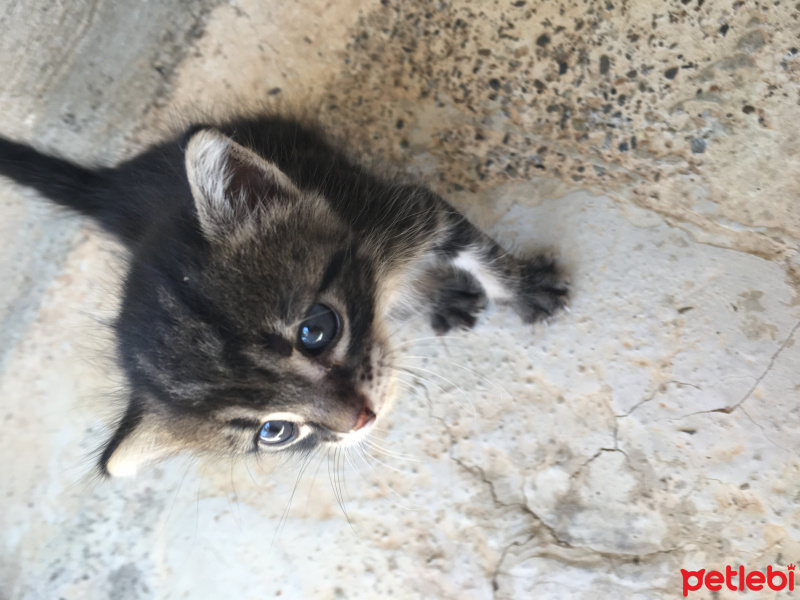Tekir Kedi, Kedi  Petit(pöti) fotoğrafı