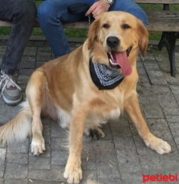 Golden Retriever, Köpek  Bulut fotoğrafı