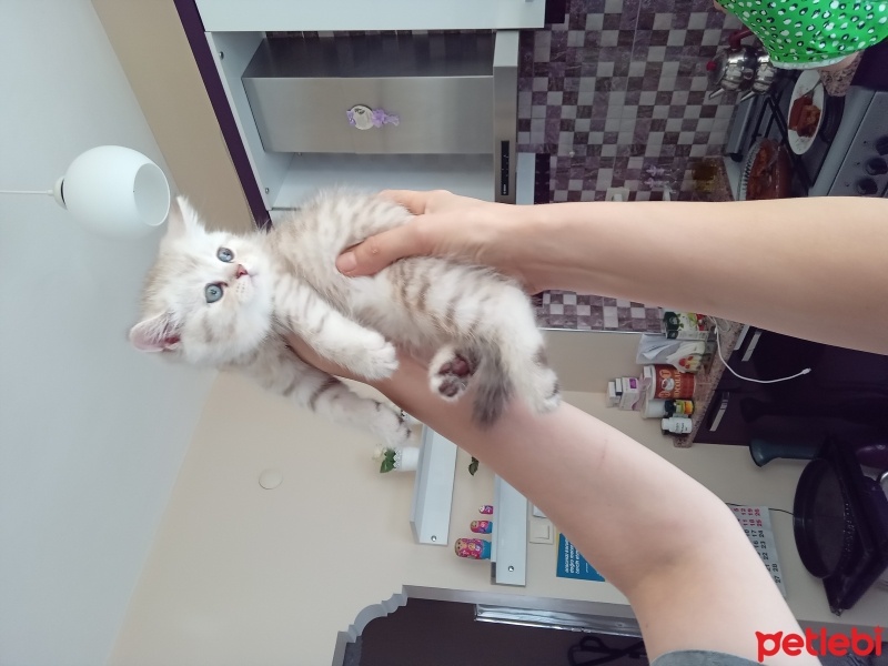 British Longhair, Kedi  Minnoş fotoğrafı
