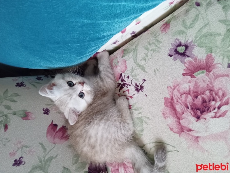 British Longhair, Kedi  Minnoş fotoğrafı