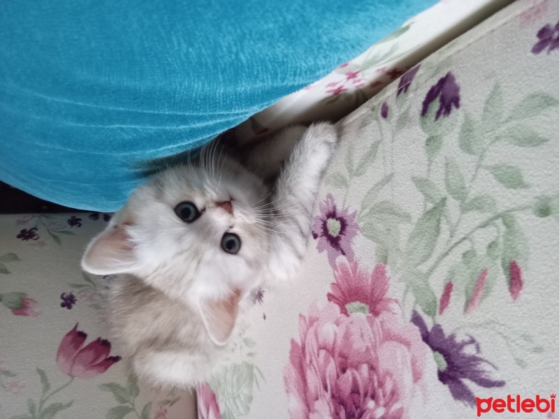 British Longhair, Kedi  Minnoş fotoğrafı