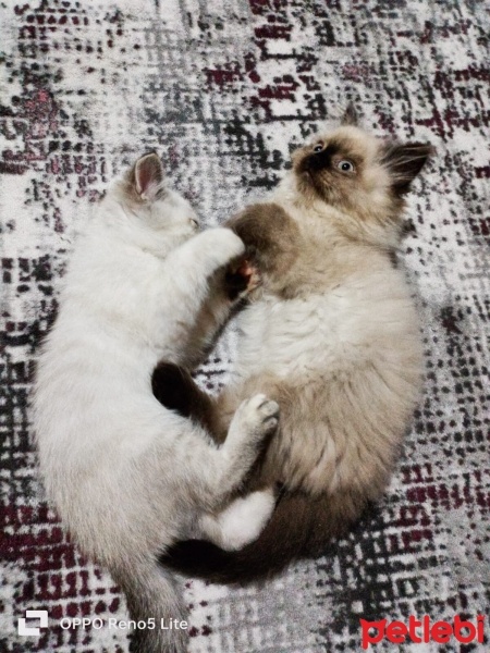 British Shorthair, Kedi  luna ve gofret fotoğrafı