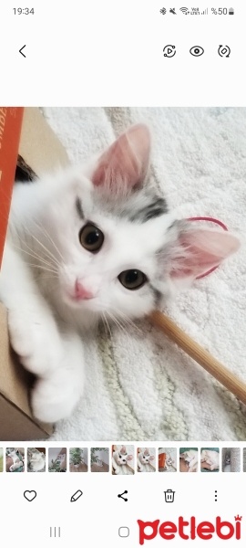 Ankara Kedisi, Kedi  Pamuk fotoğrafı