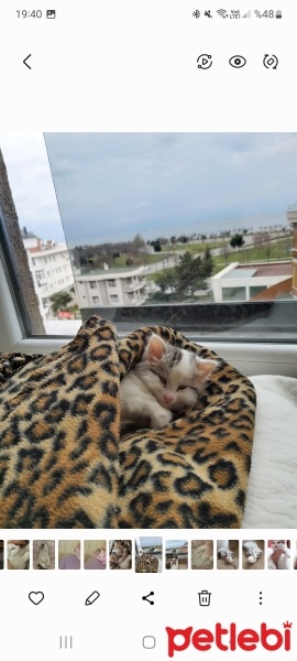 Ankara Kedisi, Kedi  Pamuk fotoğrafı